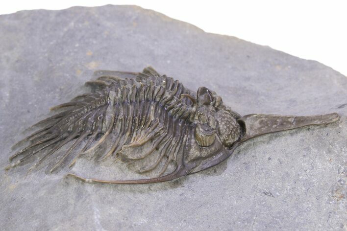 Impressive, Spiny Psychopyge Trilobite - Morocco #381165